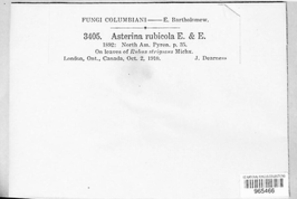 Hormotheca rubicola image